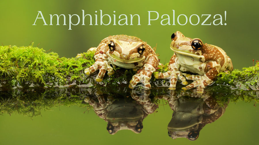 The Muskingum Valley Park District - 2nd Annual Amphibian Palooza