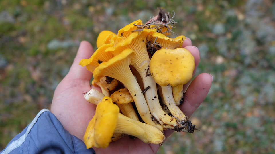 The Muskingum Valley Park District - Mushroom Hunting Talk & Walk