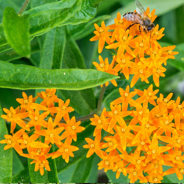 Muskingum Valley Park District Plant Sale - Butterfly Milkweed - Asclepias tuberosa