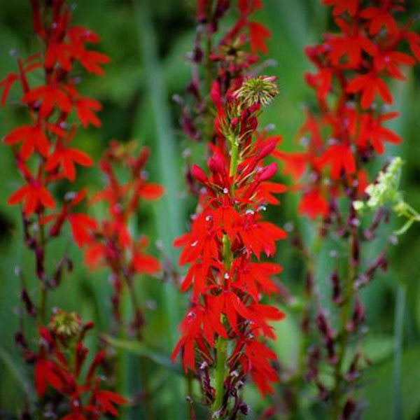 Muskingum Valley Park District Plant Sale - Cardinal Flower - Lobelia cardinalis