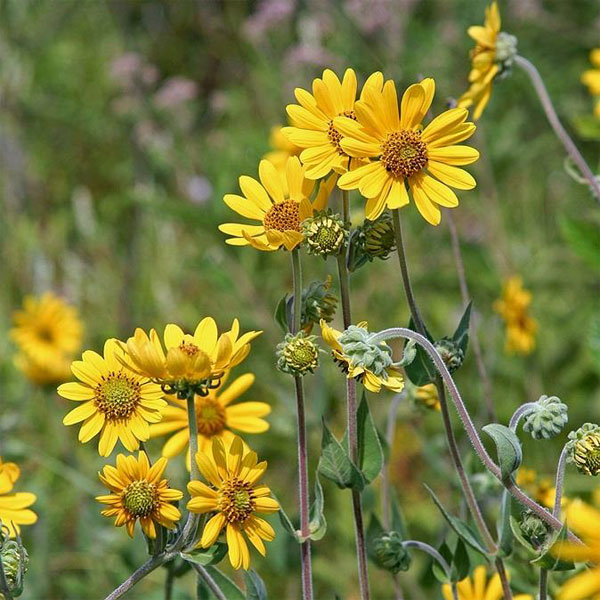 Muskingum Valley Park District Plant Sale - Downy Sunflower - Helianthus mollis