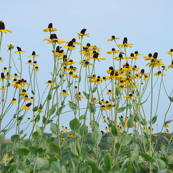 Muskingum Valley Park District Plant Sale - Great Coneflower - Rudbeckia maxima