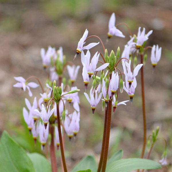 Muskingum Valley Park District Plant Sale - Midland Shooting Star - Dodecatheon meadia