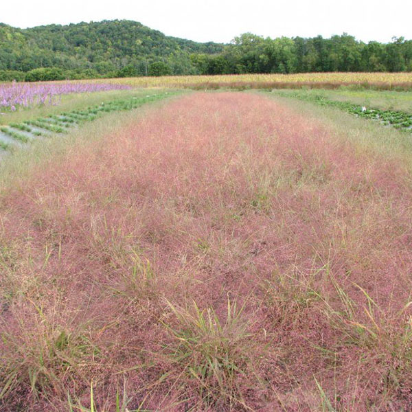 Muskingum Valley Park District Plant Sale - Purple Love Grass - Eragrostis spectabilis