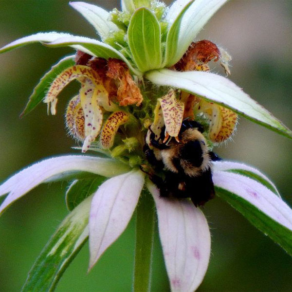 Muskingum Valley Park District Plant Sale - Spotted Bee Balm - Monarda punctata