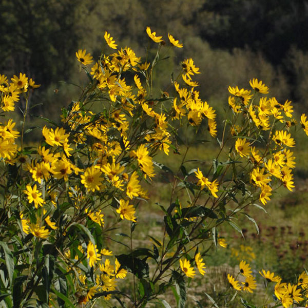 Muskingum Valley Park District Plant Sale - Tall Sunflower - Helianthus giganteus