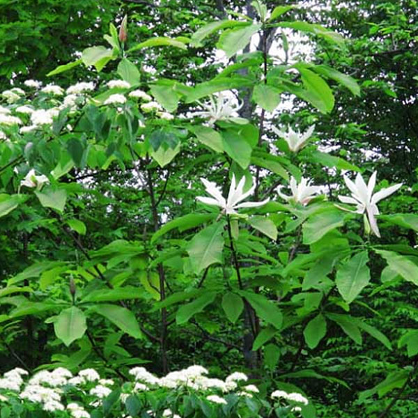 Muskingum Valley Park District Plant Sale - Umbrella Magnolia - Magnolia tripetala